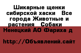 Шикарные щенки сибирской хаски - Все города Животные и растения » Собаки   . Ненецкий АО,Фариха д.